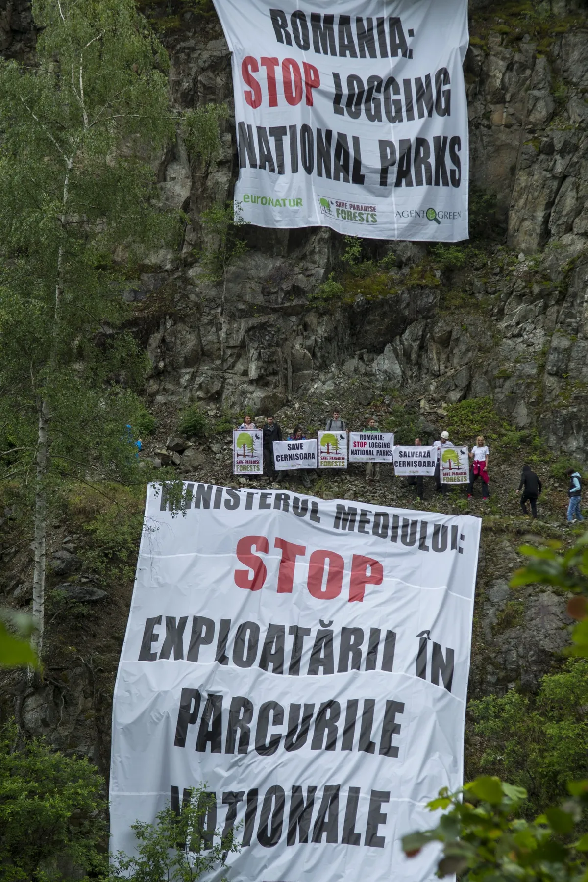 Manifestanti accanto a striscioni che chiedono la fine dello sfruttamento forestale nei parchi nazionali, in una gola boscosa.