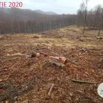 Una superficie disboscata ai margini di una foresta.