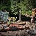 Tronchi tagliati al margine della foresta, accanto a un cartello.