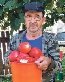 Tomaten verschiedener Formen und Farben auf Tellern.