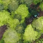 Veduta aerea di macchinari e tronchi in un corridoio tra gli alberi.