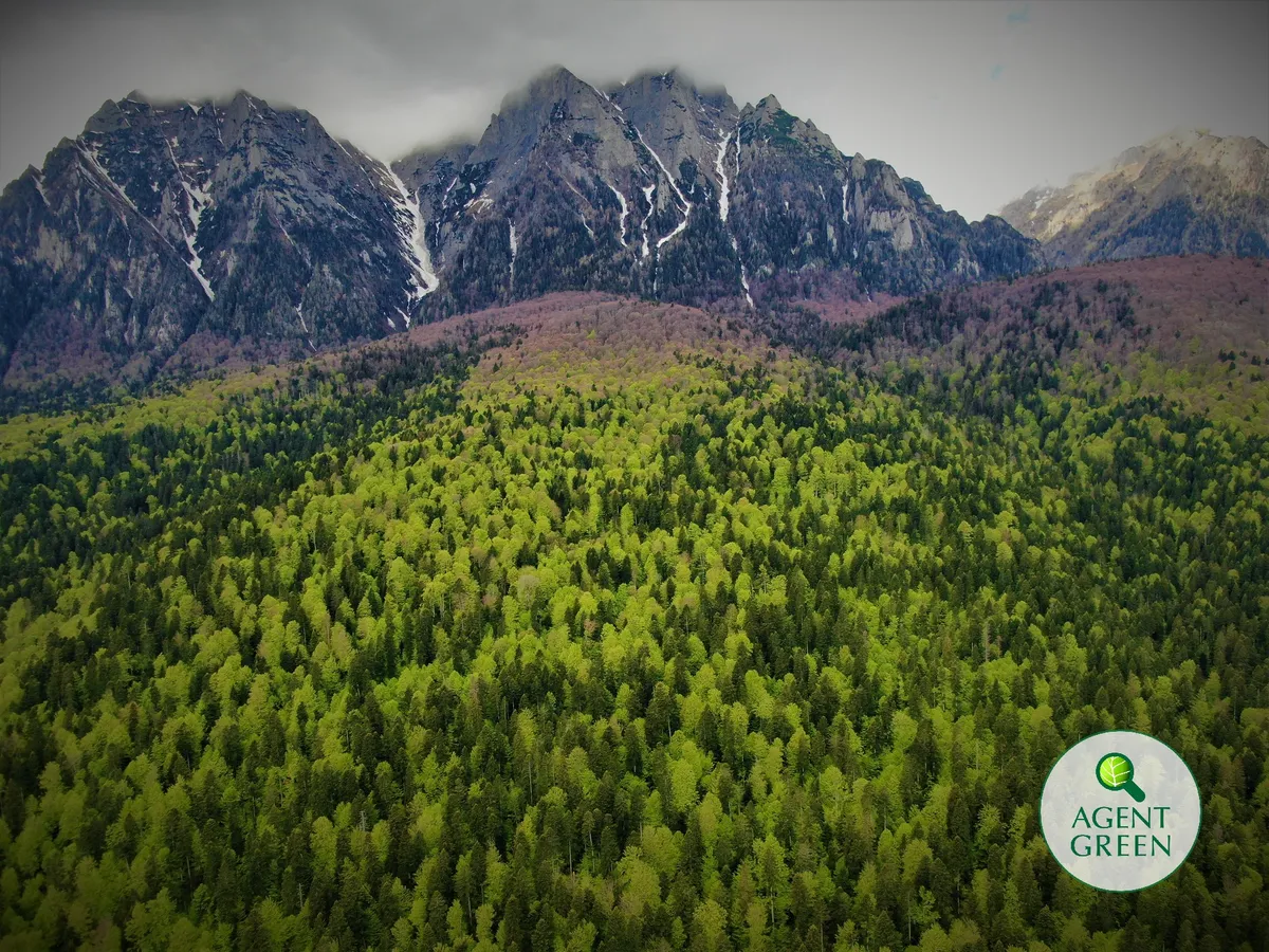 Laubwald unter felsigen Berghängen mit dem Agent-Green-Logo.