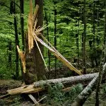 Un tronco con corteccia danneggiata e legno caduto nella foresta.