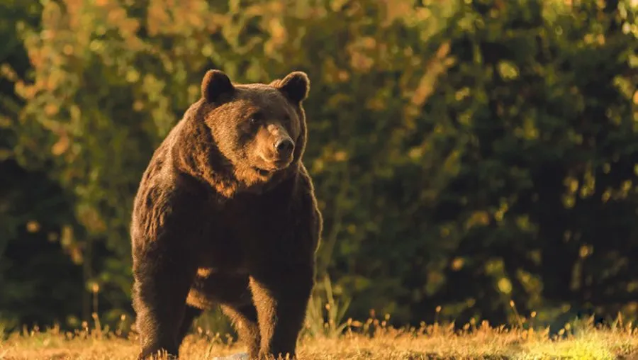 A brown bear in a clearing in front of a forest.