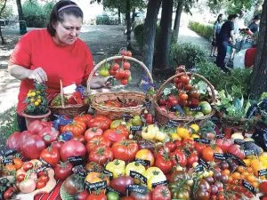 Körbe und Tische mit verschiedenen Tomatensorten.