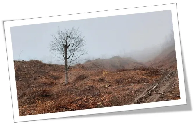 Fotografie înrămată a unui teren despădurit, cu un copac izolat.