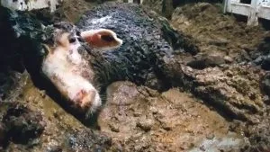 A bovine lying on the dirty floor of a transport compartment.