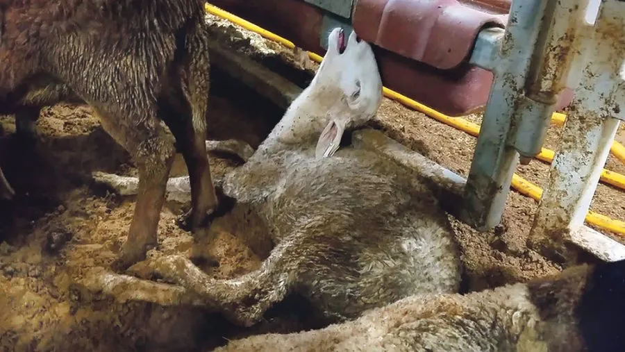 Schafe in einem Transportabteil; ein Tier liegt auf dem Boden.