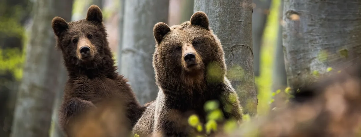 Zwei Bären in einem Wald, die in dieselbe Richtung blicken.