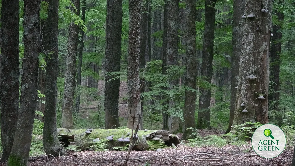 Baumstämme in einem Wald mit dem Logo von Agent Green