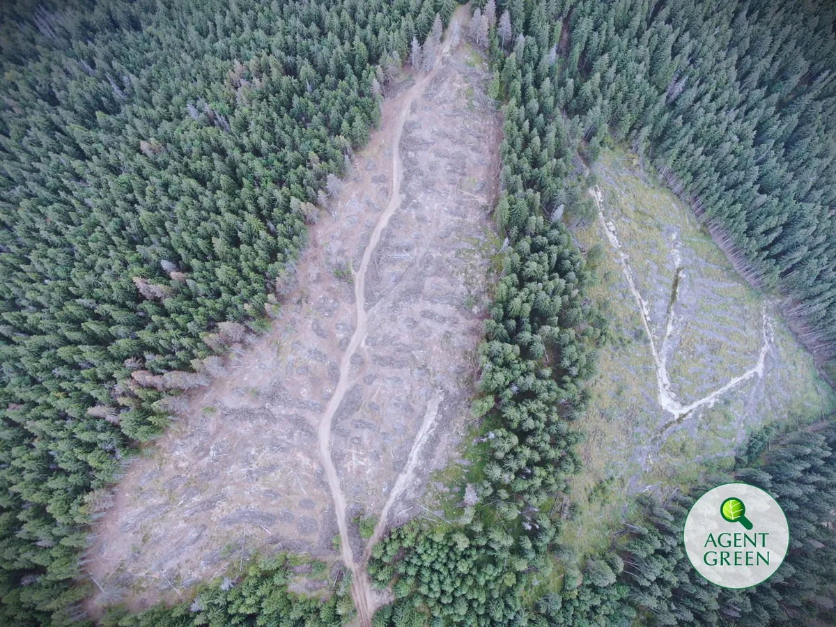 Veduta aerea dall’alto di un bosco, con due superfici tagliate e una strada