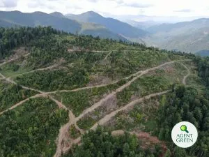Caminos y superficies taladas en laderas boscosas, con el logotipo de Agent Green.