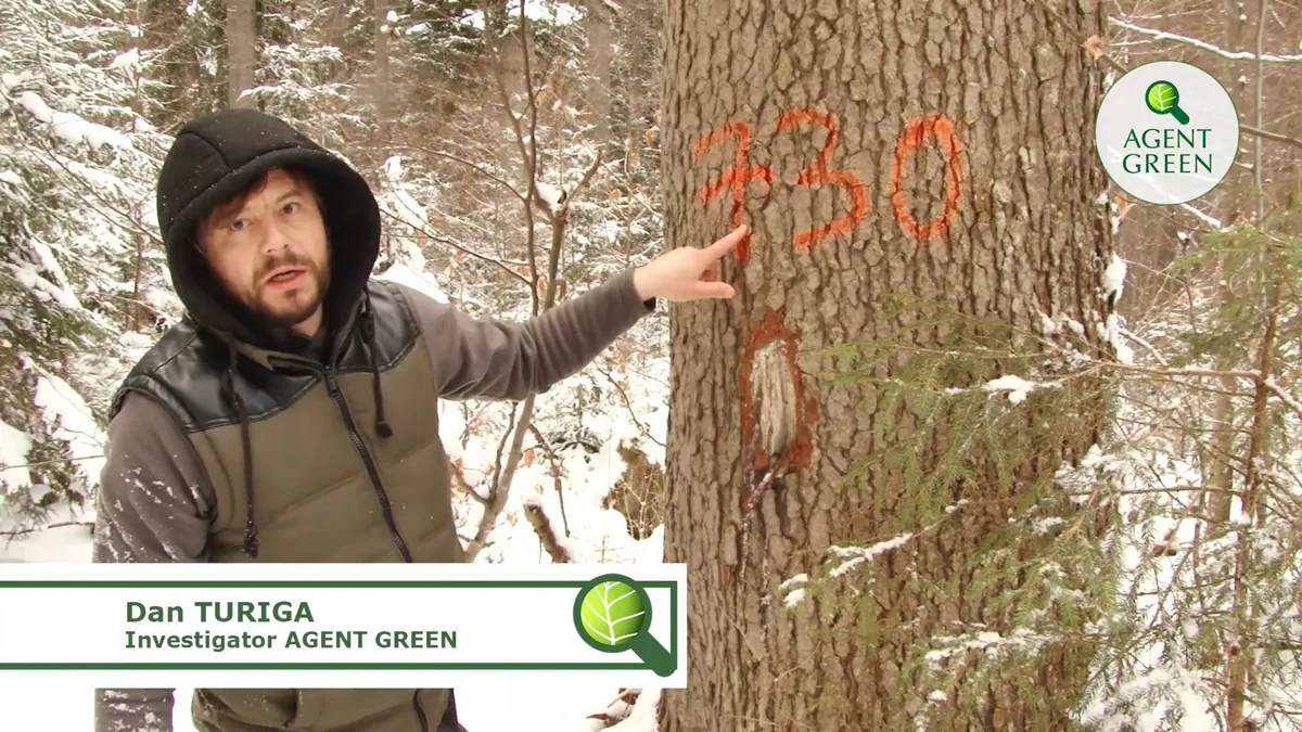 #1 – Timber theft in Suceava, Dorna Cândrenilor Forest District