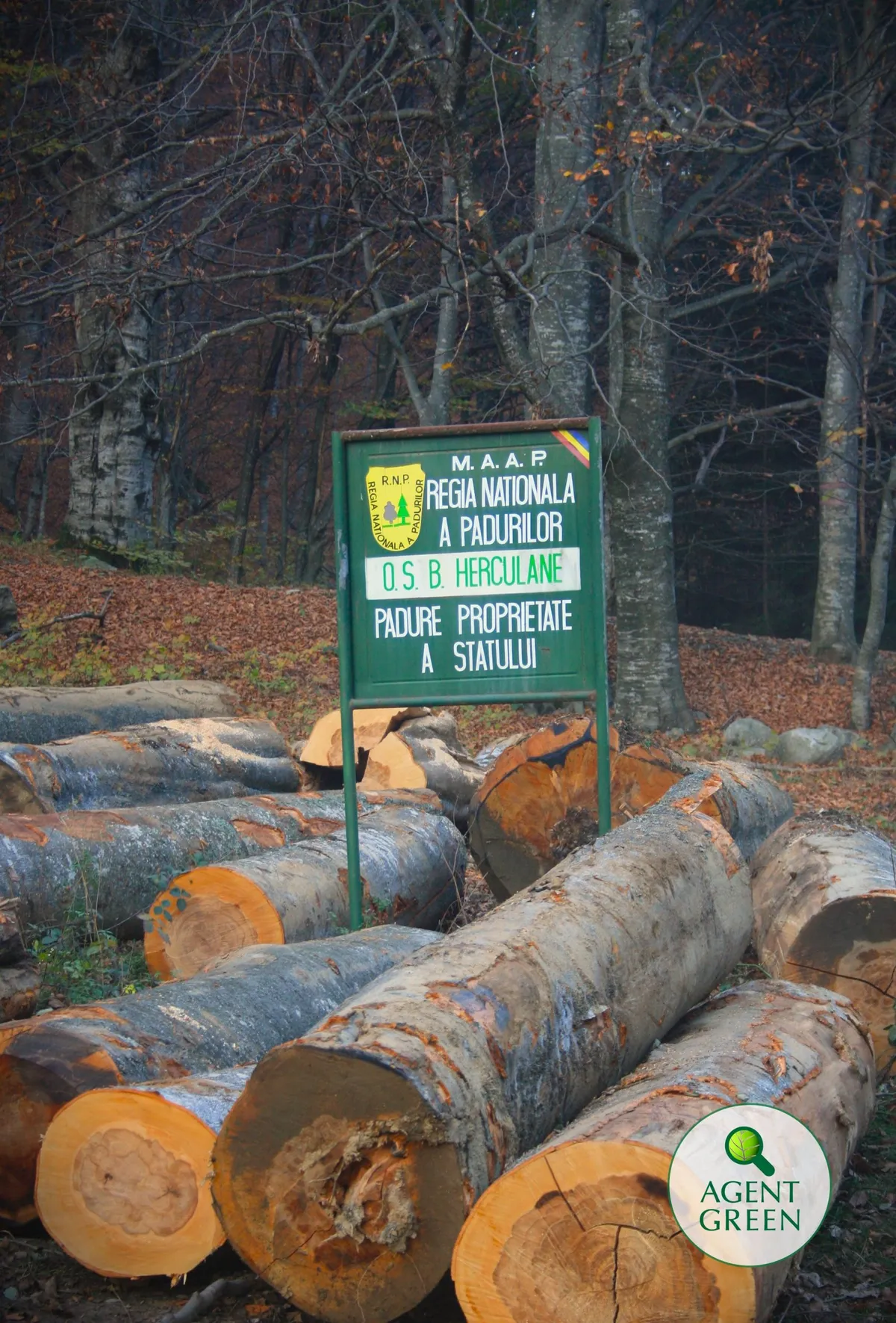 Tronchi tagliati davanti a un cartello del distretto forestale di B. Herculane, in un bosco