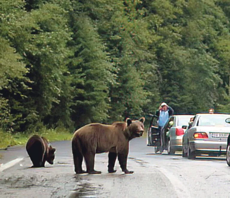 Bears on a mountain road near cars and people