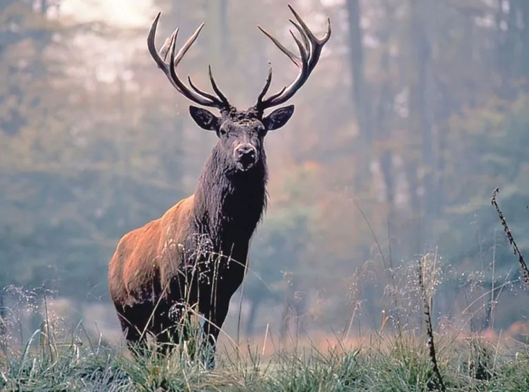 A stag in a wooded landscape