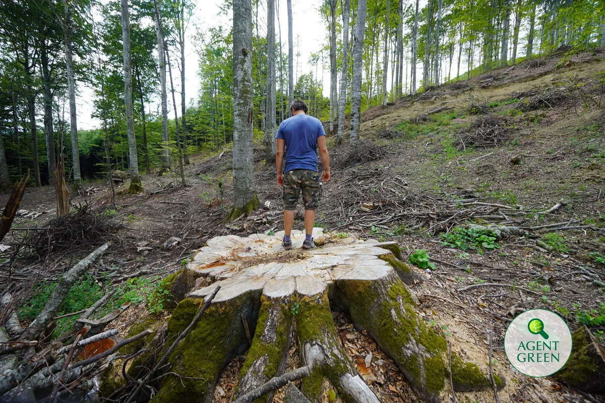 Eine Person steht auf einem sehr großen Baumstumpf in einem Wald mit verbliebenen Bäumen und Einschlagsresten