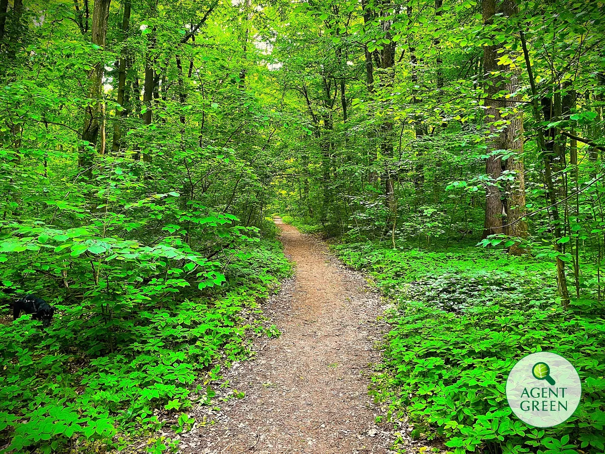 Pfad zwischen Bäumen und grüner Vegetation, mit dem Agent-Green-Logo in einer Bildecke