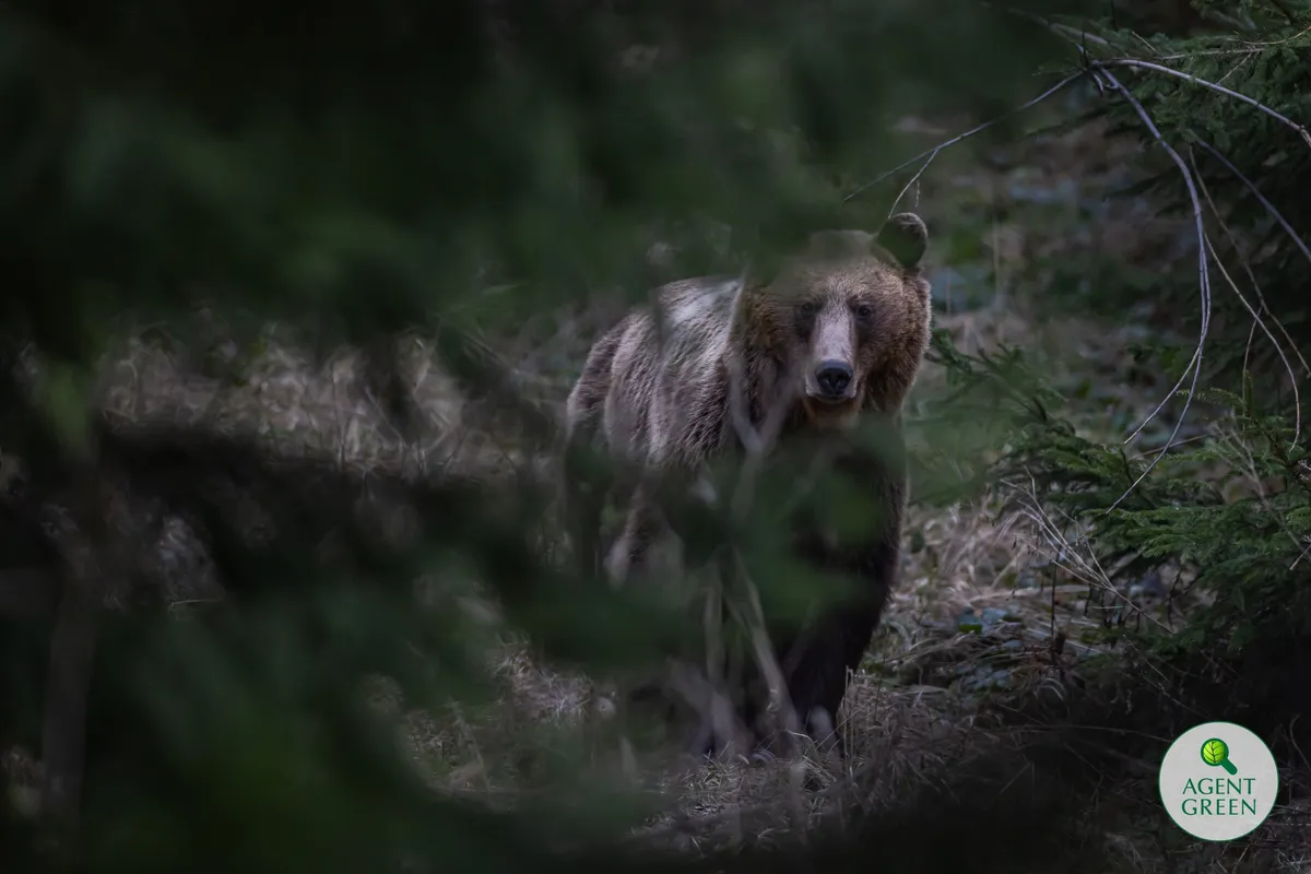 Braunbär zwischen Bäumen und Waldvegetation mit dem Logo von Agent Green