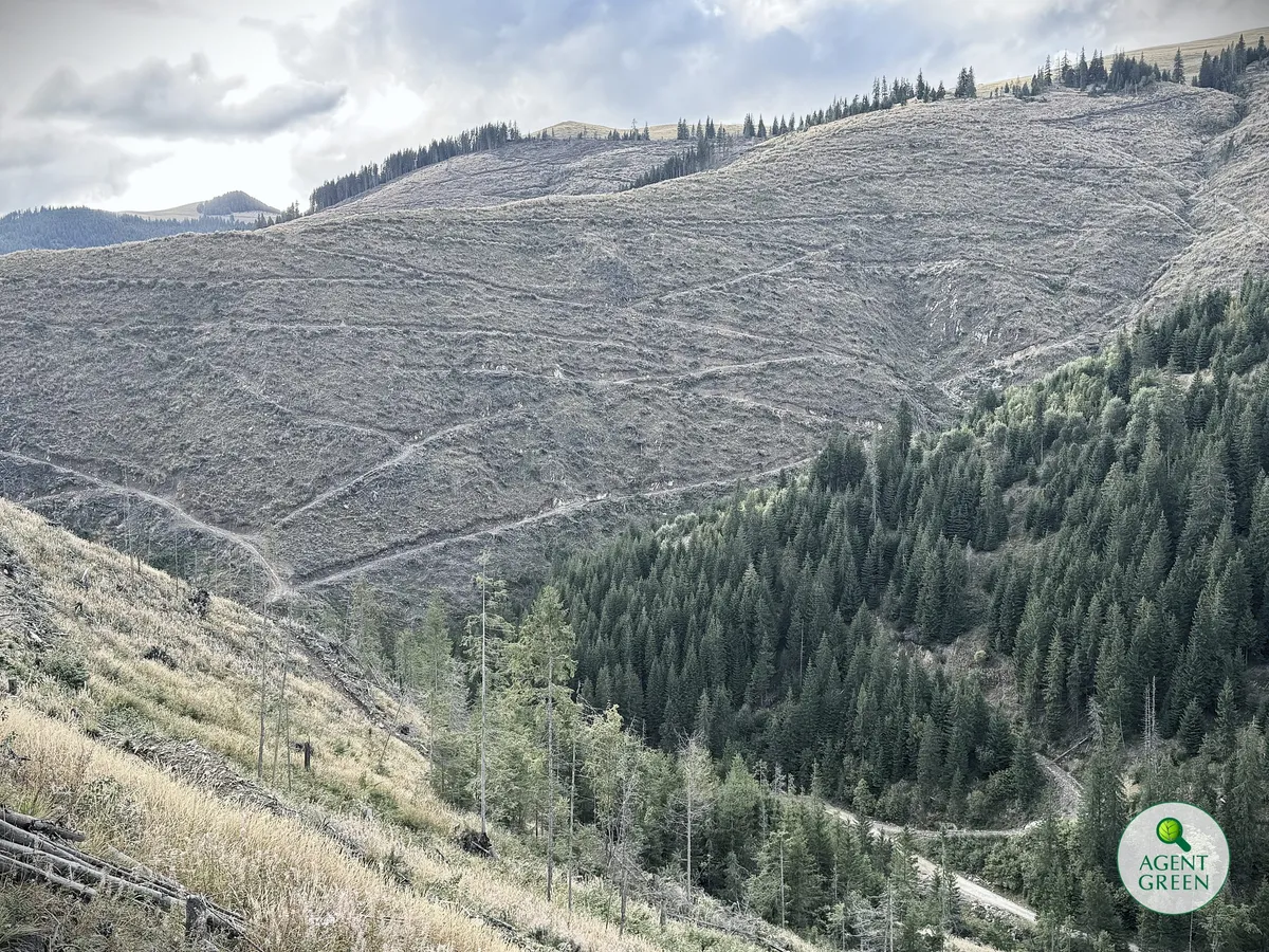 Versanți montani cu suprafețe tăiate, pădure de conifere rămasă și sigla Agent Green.