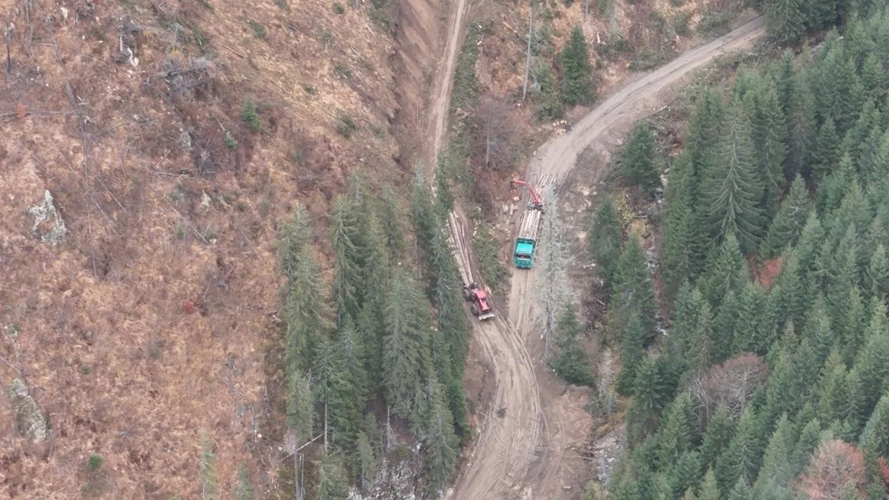 Die illegale Rodung rumänischer Urwälder — ARD