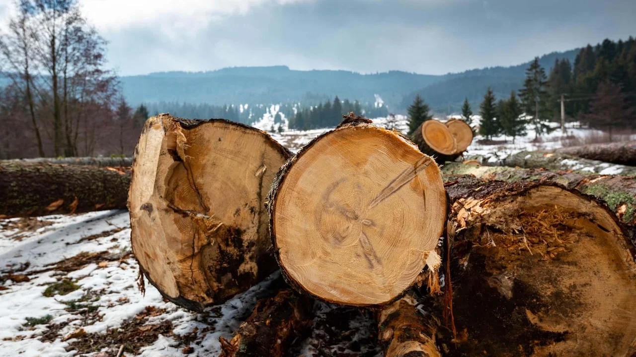 Gefällte Baumstämme auf schneebedecktem Boden, im Hintergrund Wald und Berghänge