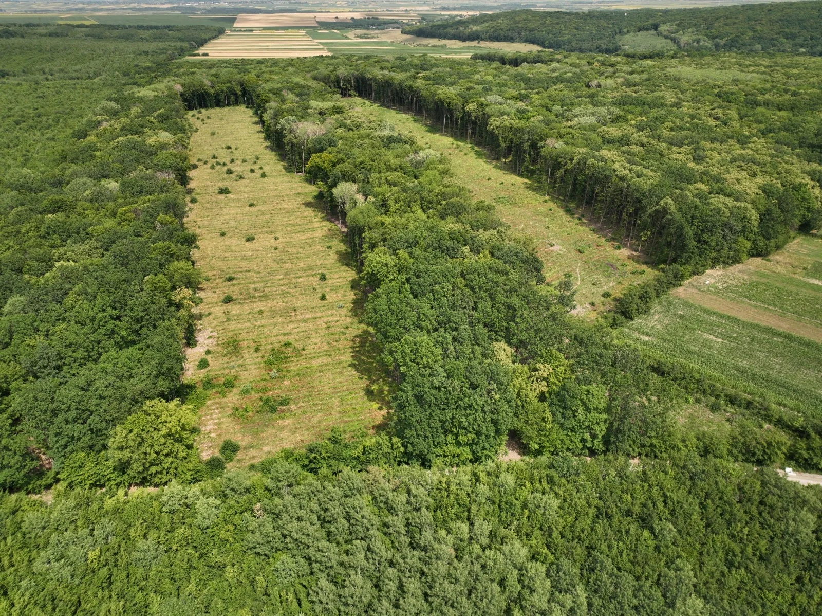 Vedere aeriană a unei păduri cu suprafețe deschise și terenuri agricole în depărtare