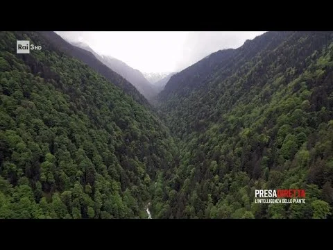 Foreste sotto assedio - il commercio illecito di legname — RAI TV