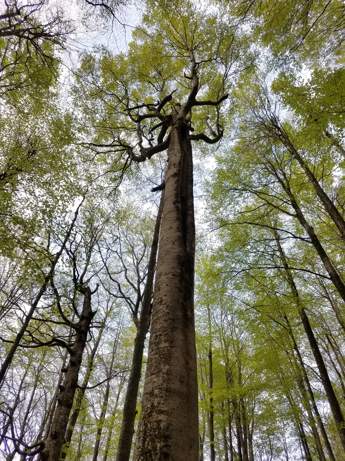 Ancient tree seen from below in a primary forest