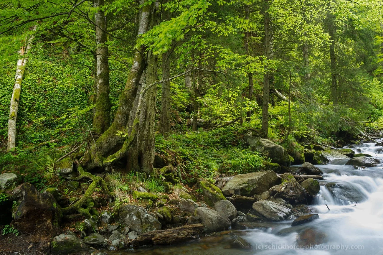 Primary forest along a mountain river