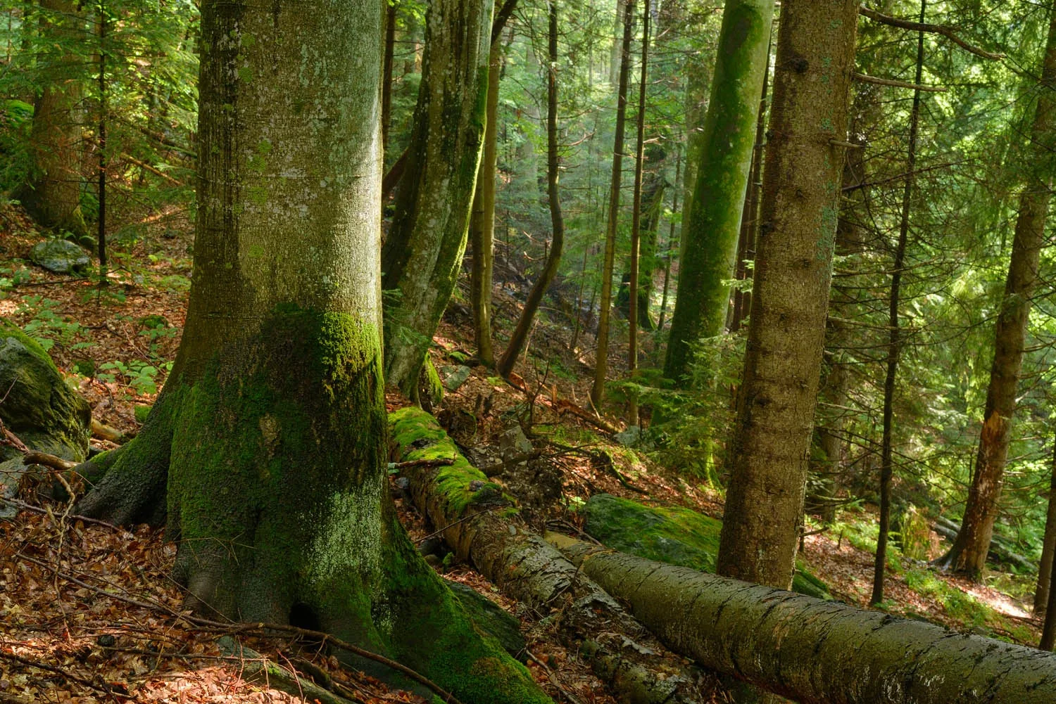 Inside an ancient forest with old trees and deadwood on the ground