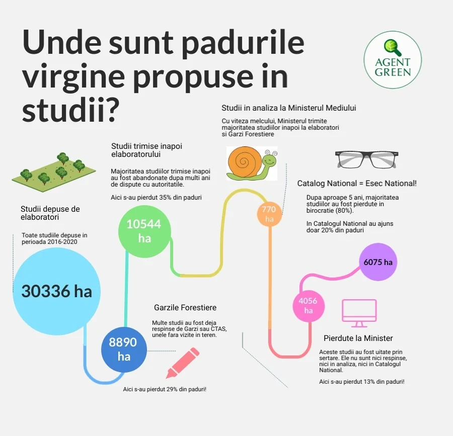 Infographic about the route taken by studies for virgin forests proposed for the catalogue