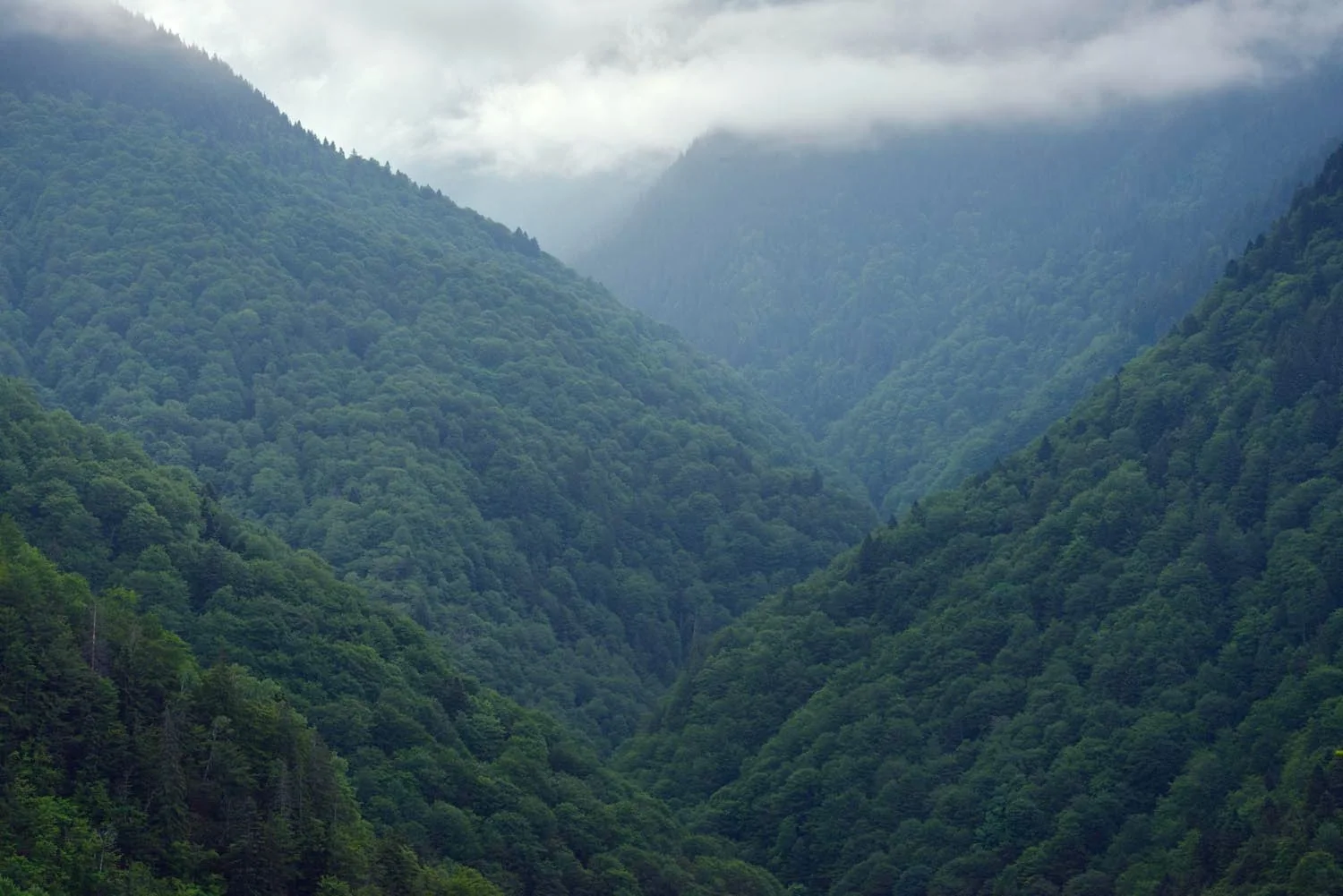 Forested valley between mountain slopes, covered in mist.